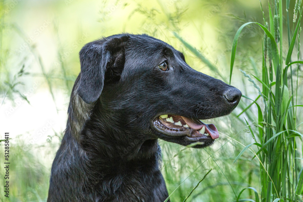 Portrait of a cute and friendly female crossbreed mongrel dog in summer in a garden outdoors Portrait of a cute and friendly female crossbreed mongrel dog in summer in a garden outdoors