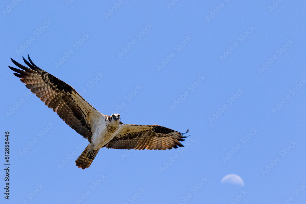 Obraz premium osprey in flight over the moon