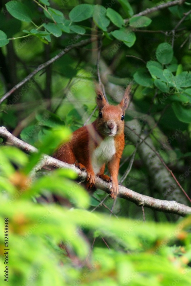 squirrel on a tree red squirrel - Sciurus vulgaris squirrel on a tree red squirrel - Sciurus vulgaris