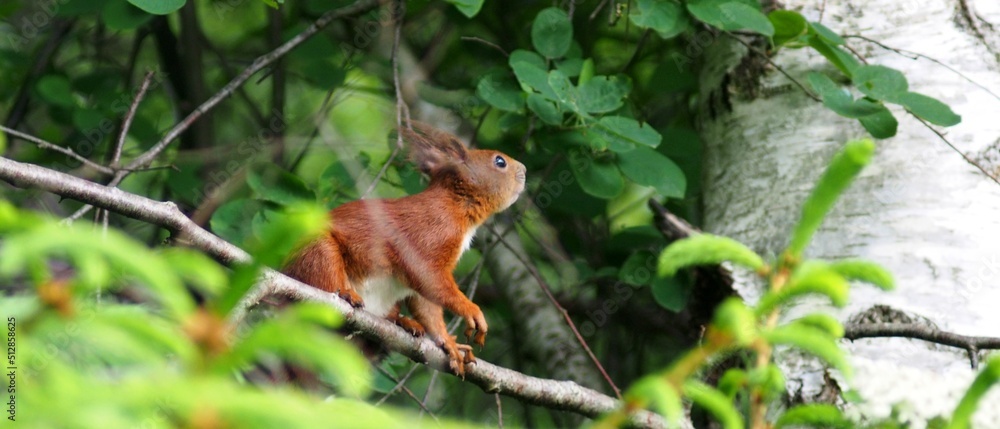 squirrel on a tree, looking up red squirrel - Sciurus vulgaris squirrel on a tree, looking up red squirrel - Sciurus vulgaris