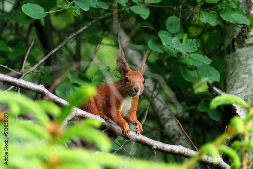  red squirrel  - Sciurus vulgaris on a tree