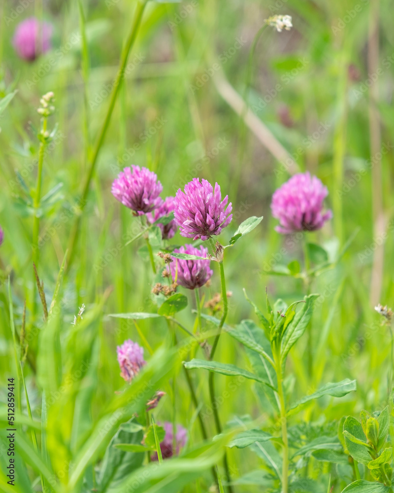 a red clover flower in Natural meadows. close-up a red clover flower in Natural meadows. close-up