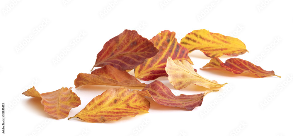 Feuilles mortes de cotinus en automne Feuilles mortes de cotinus en automne