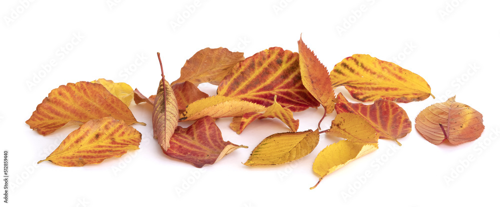 Fototapeta premium Feuilles mortes en automne 