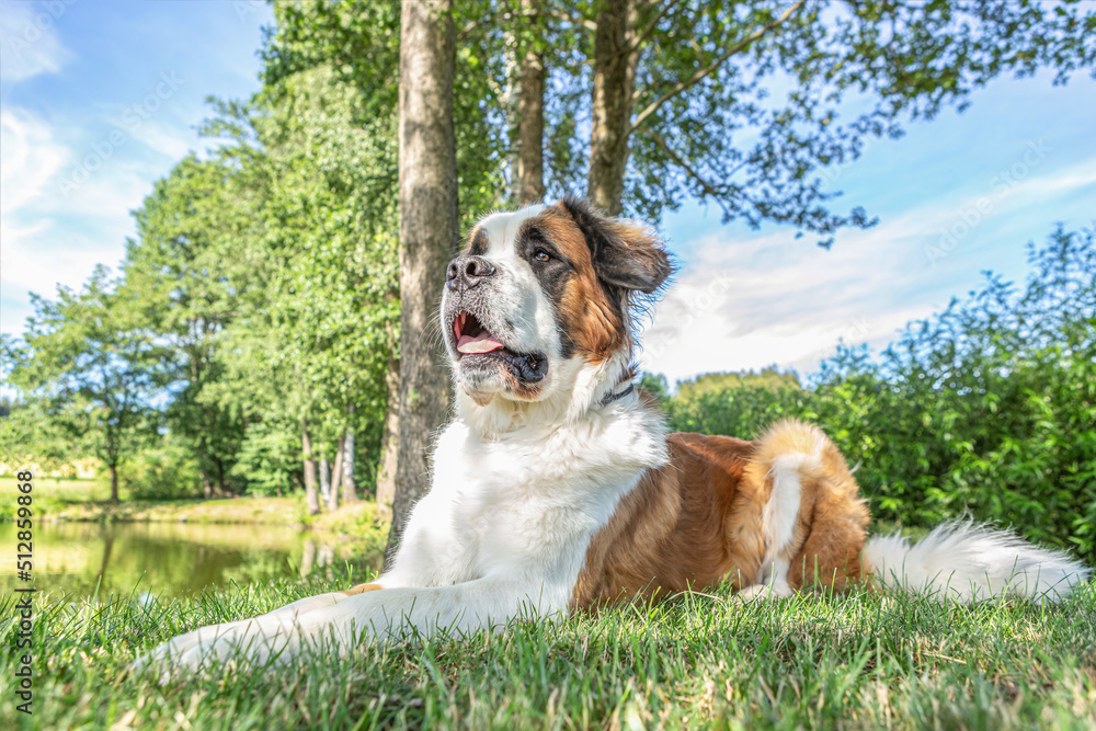 Portrait of a beautiful saint bernard dog on a meadow in summer outdoors