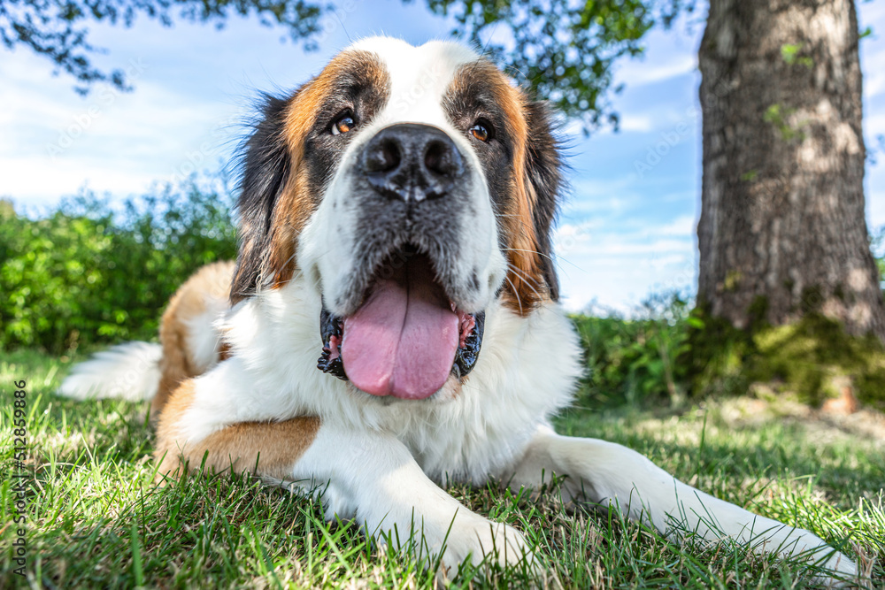 Funny portrait of a saint bernard dog lying on a meadow in summer outdoors Funny portrait of a saint bernard dog lying on a meadow in summer outdoors