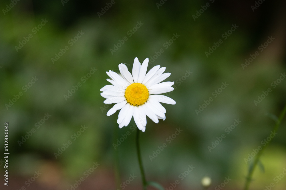 Daisy Daisy