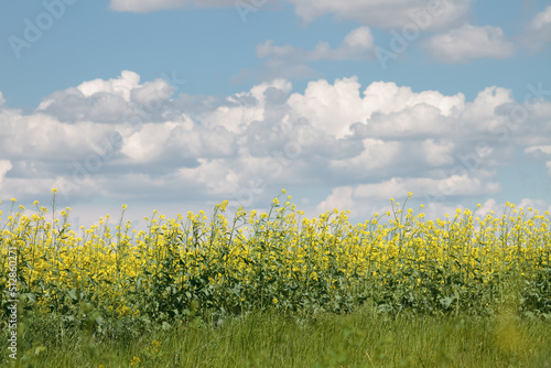 Mustard seed farm, yellow flowers of mustard seed in front of blue sky