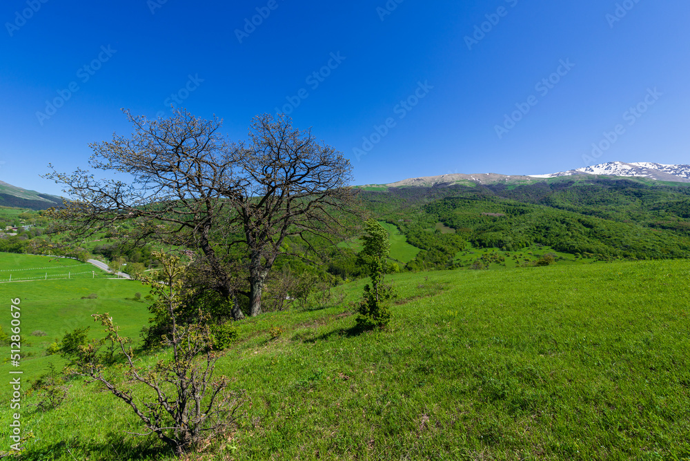 Landscape with alone oak tree, Armenia