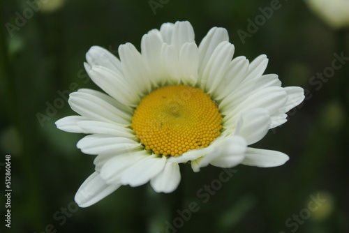 a chamomile flower blooms close-up against the background of green grass. Pharmacy medicinal herbs. Sedative