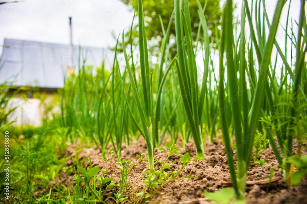 Obraz premium Onion crops planted in soil get ripe under sun. Cultivated land close up with sprout. Agriculture plant growing in bed row. Green natural food crop