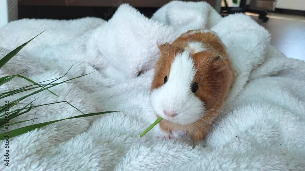 Red-white little guinea pig eating fresh grass on a white blanket. High quality 4k footage Red-white little guinea pig eating fresh grass on a white blanket. High quality 4k footage
