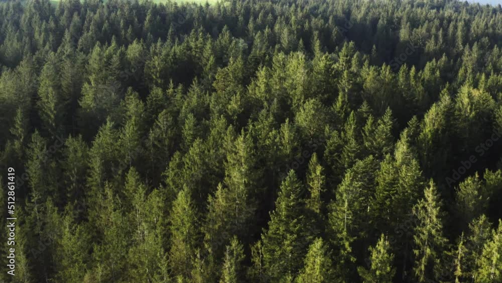 Monoculture spruce forest aerial during a sunny day in Mondsee, Austria Monoculture spruce forest aerial during a sunny day in Mondsee, Austria