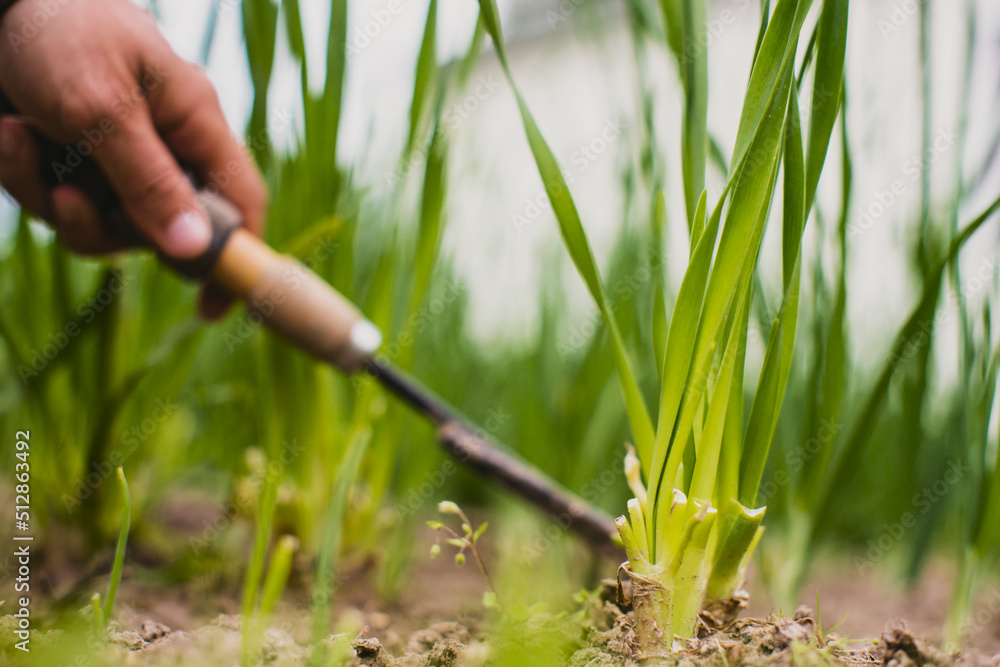 Obraz premium Weeding beds with agricultura plants growing in the garden. Weed and pest control in the garden. Cultivated land close-up