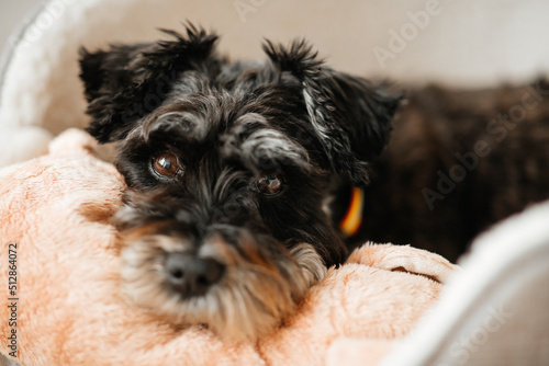 Fotografi miniature schnauzer