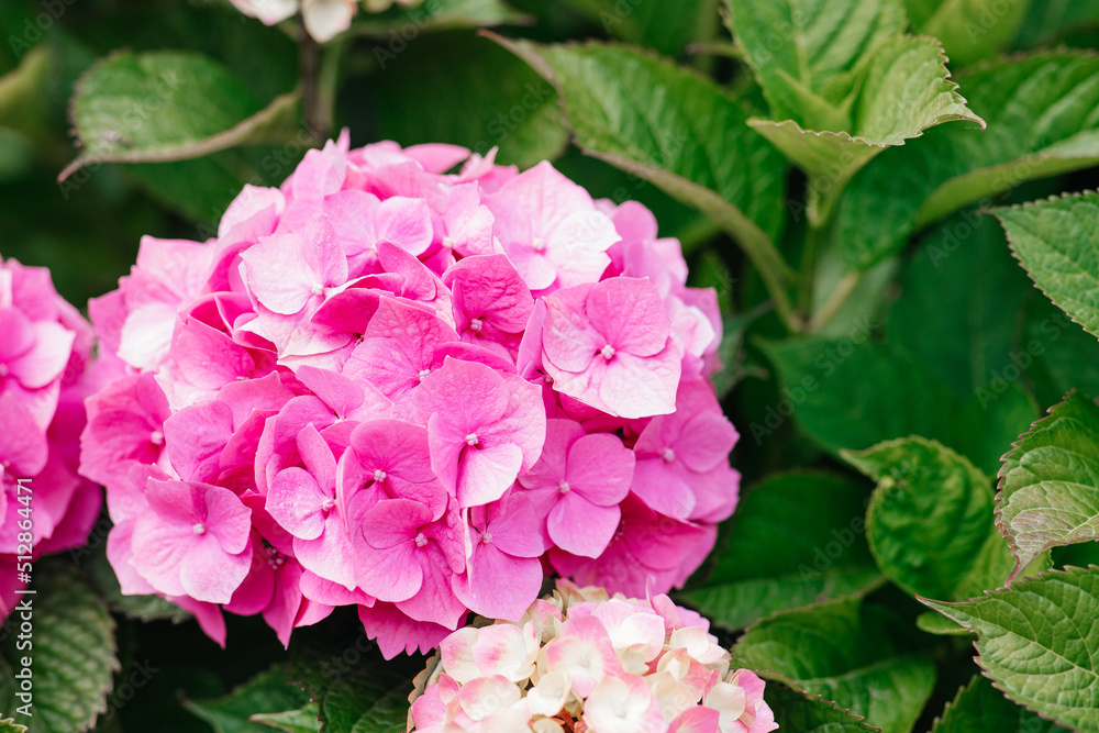 pink hydrangea flower pink hydrangea flower