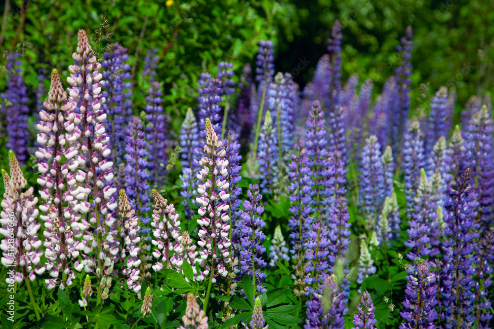 flowers in the garden