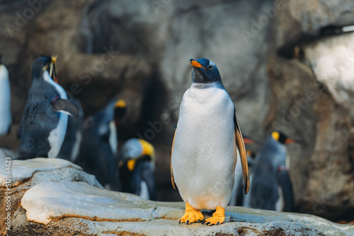 king penguin colony Fototapet