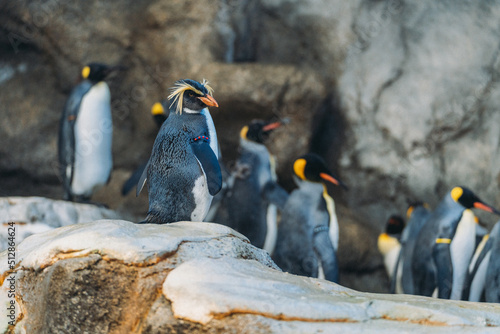 Fotografie, Tablou king penguin colony on the rocks