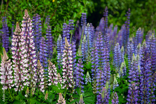 flowers in the garden