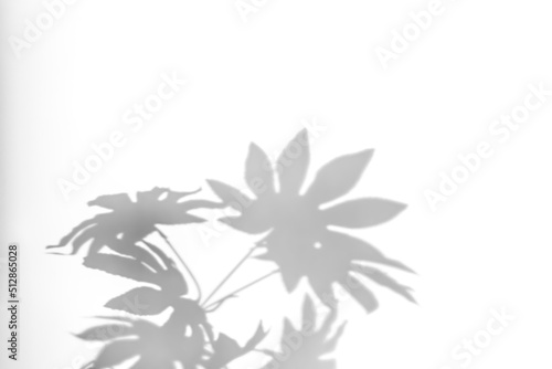 Shadows from plants on a white wall. Pattern from the leaves of flowers  bushes or trees. Beautiful background of plant leaves.