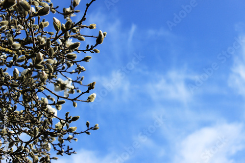 Magnolien Baum