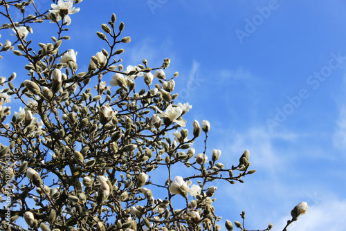 Magnolien Baum