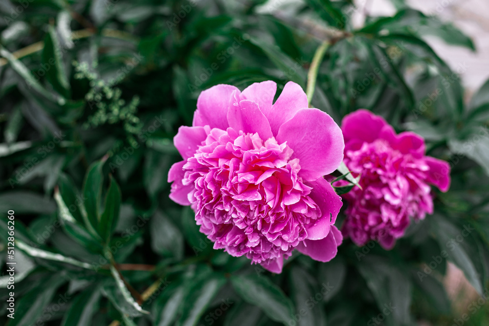 Pink peonies bloom in the garden. Pink peonies bloom in the garden.