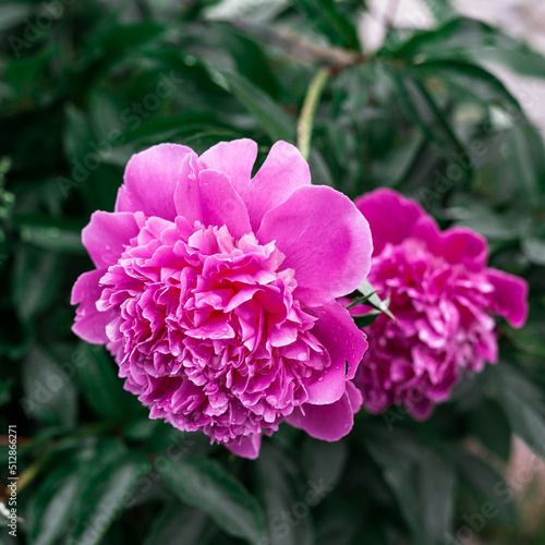 Pink peonies bloom in the garden.