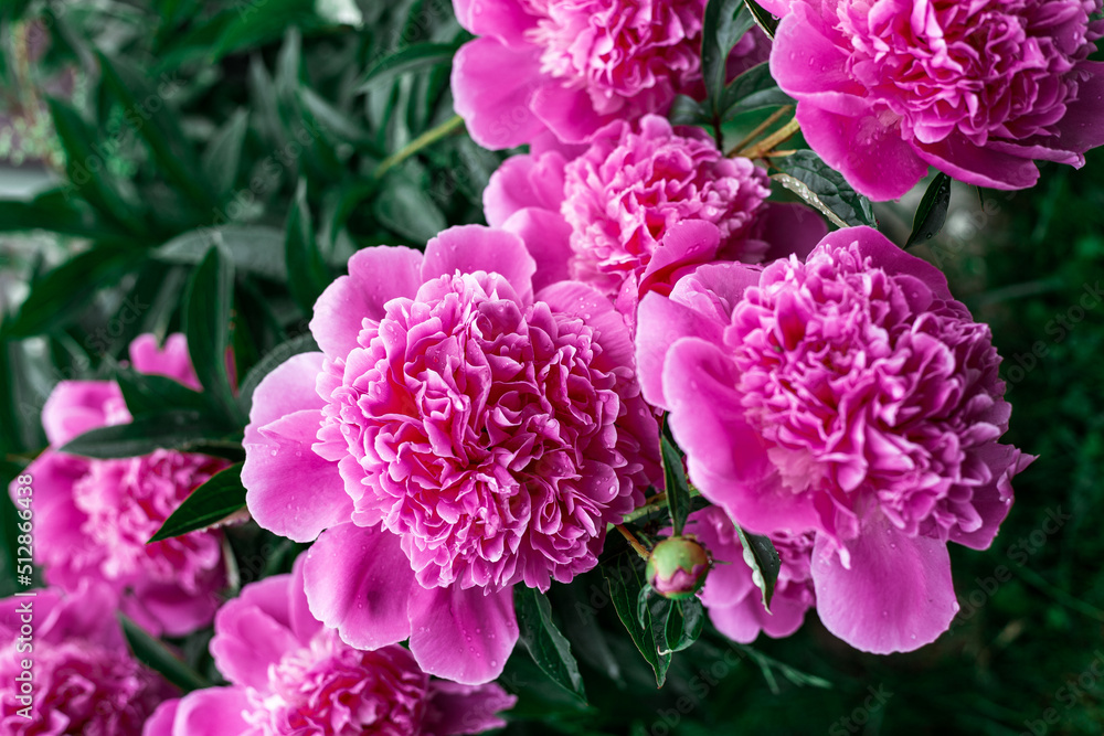 Pink peonies bloom in the garden. Pink peonies bloom in the garden.