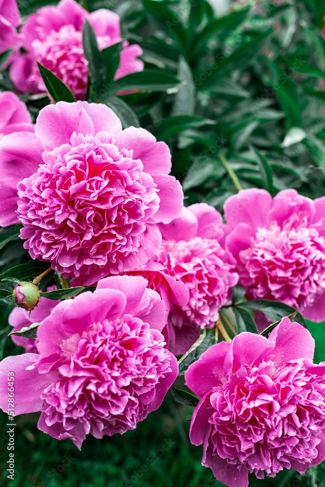 Obraz premium Pink peonies bloom in the garden.