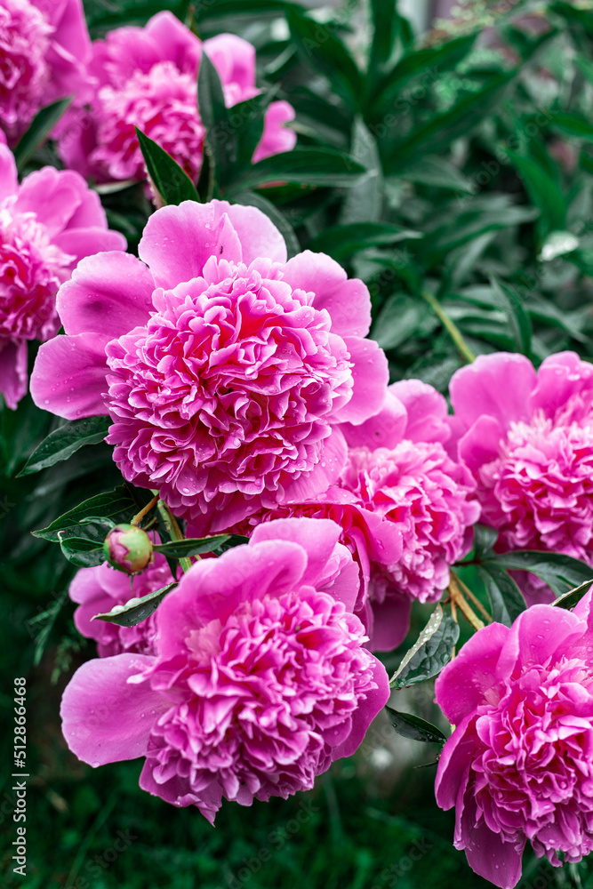 Fototapeta premium Pink peonies bloom in the garden.