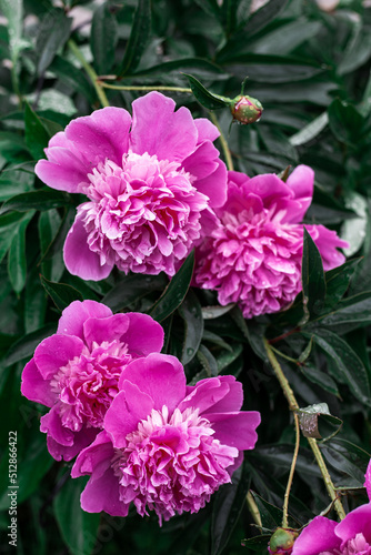 Pink peonies bloom in the garden.