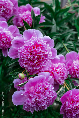 Pink peonies bloom in the garden.