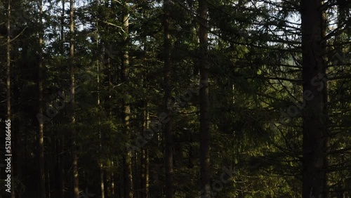 Monoculture spruce forest aerial during a sunny day in Mondsee, Austria