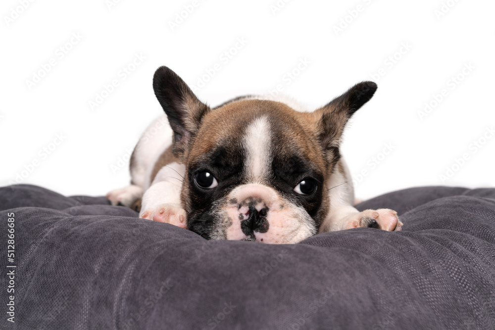 French bulldog puppy sits on a gray pillow on a white background.