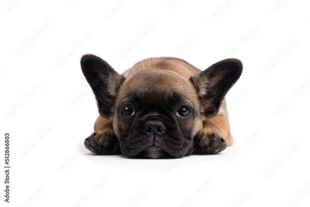 French bulldog puppy lies on a table on a white background.