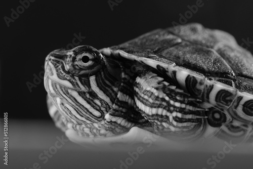 Red eared slider baby turtle in black and white, closeup of eye.