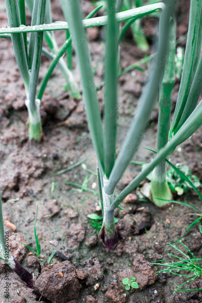 Green onions in the garden. Green onions in the garden.