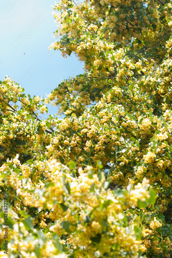 Fototapeta premium Linden in the flowering period (Tilia europaea L.). Blossoming linden branch against blue sky