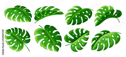 Monstera Deliciosa leaf set. Green tropical exotic plant leaves. Jungle forest foliage, floral icon