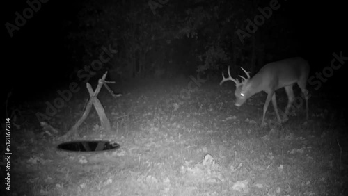 Handsome White-tailed buck drinking at night
