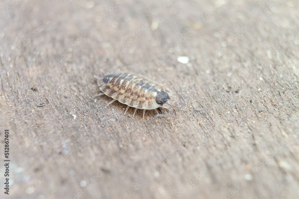 macro macro