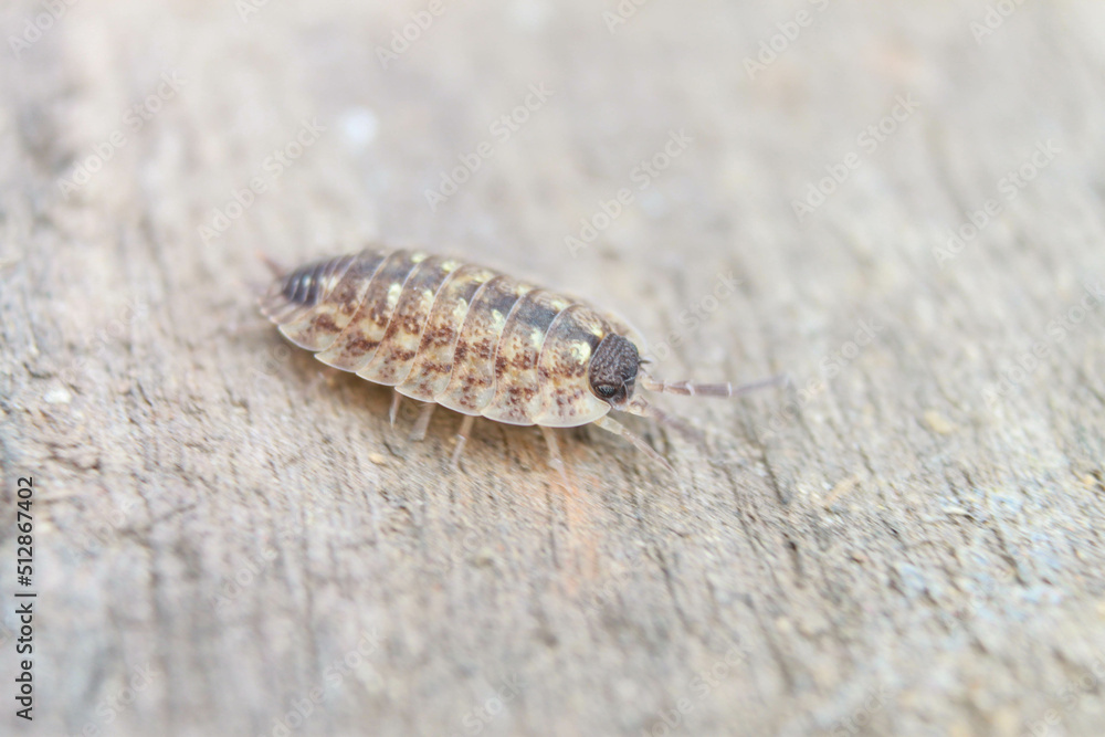 macro macro