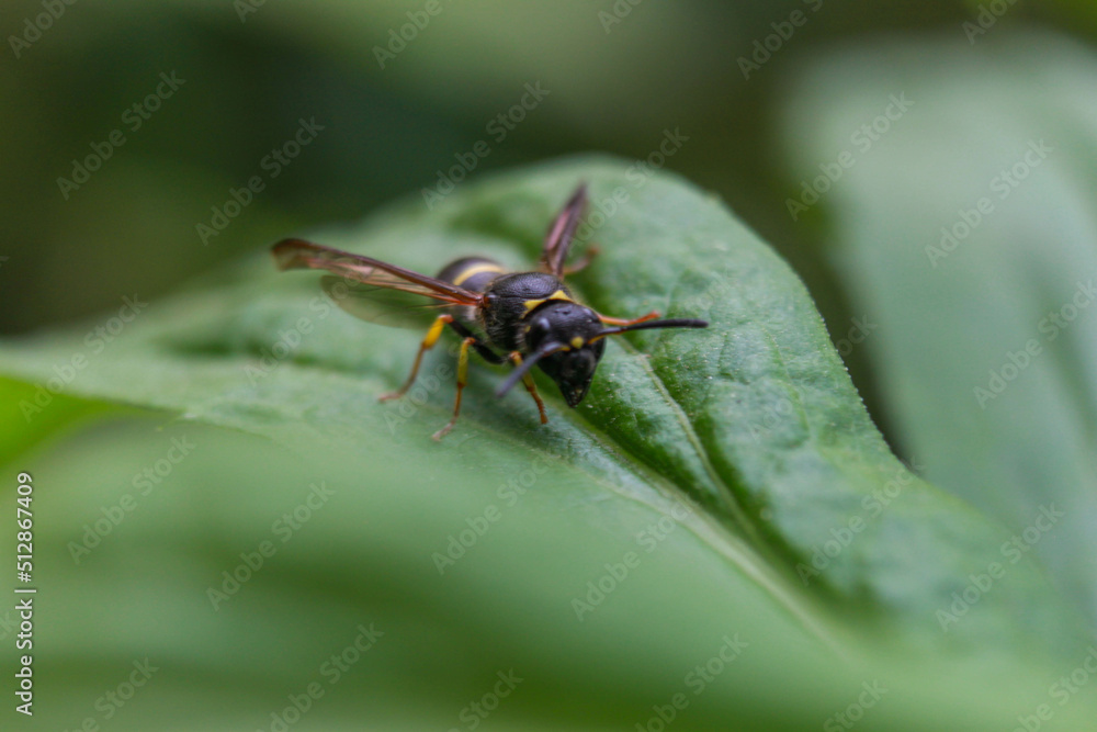 wasp wasp