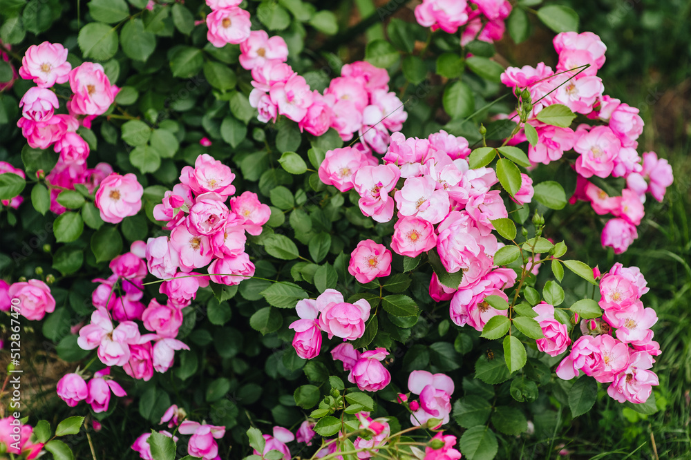 Beautiful flower pink rose, Angela blossoms in the garden. Photography of nature. Beautiful flower pink rose, Angela blossoms in the garden. Photography of nature.
