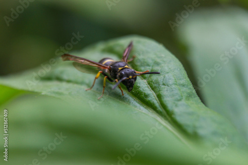 wasp © влад капанов