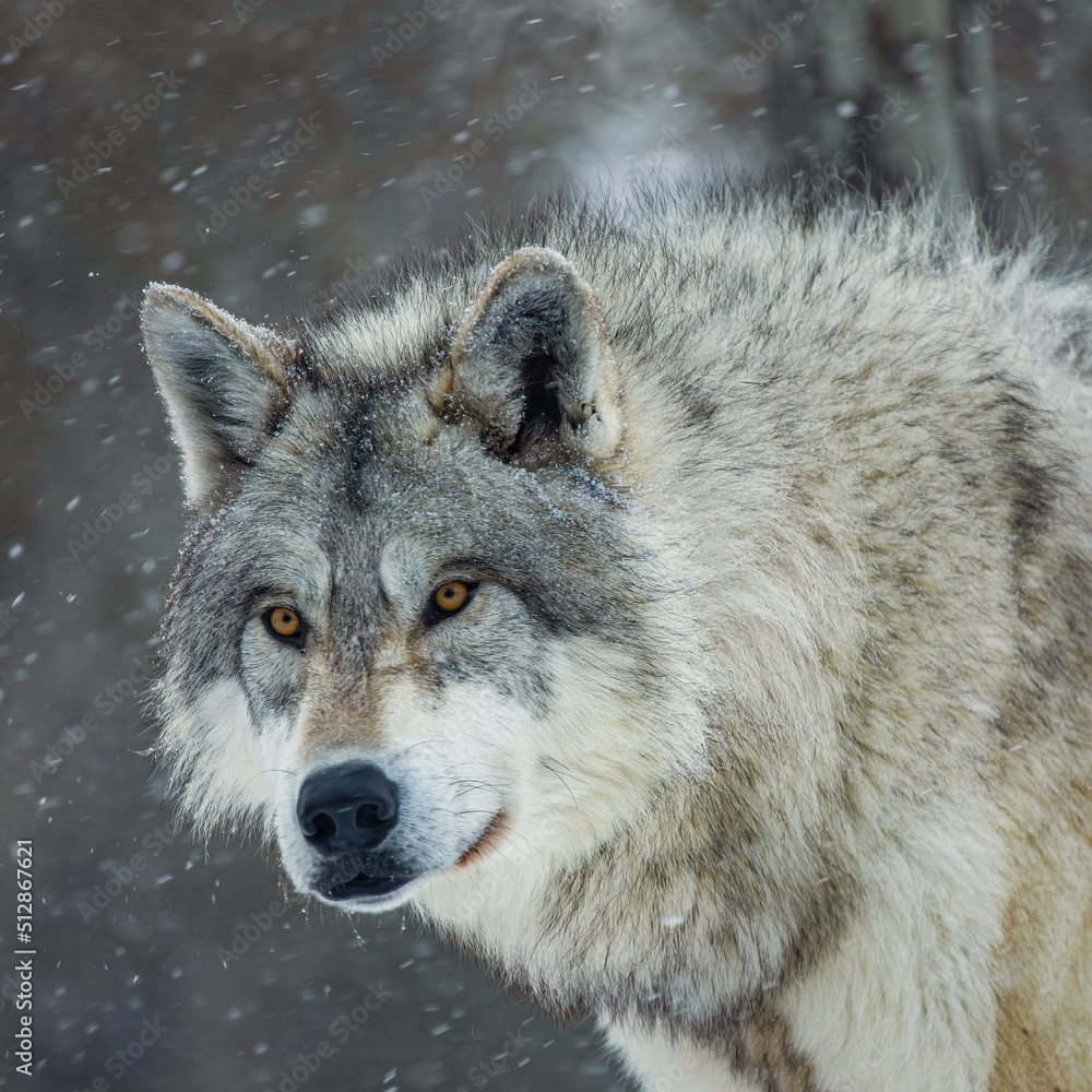 Obraz premium Timber Wolf In Snow