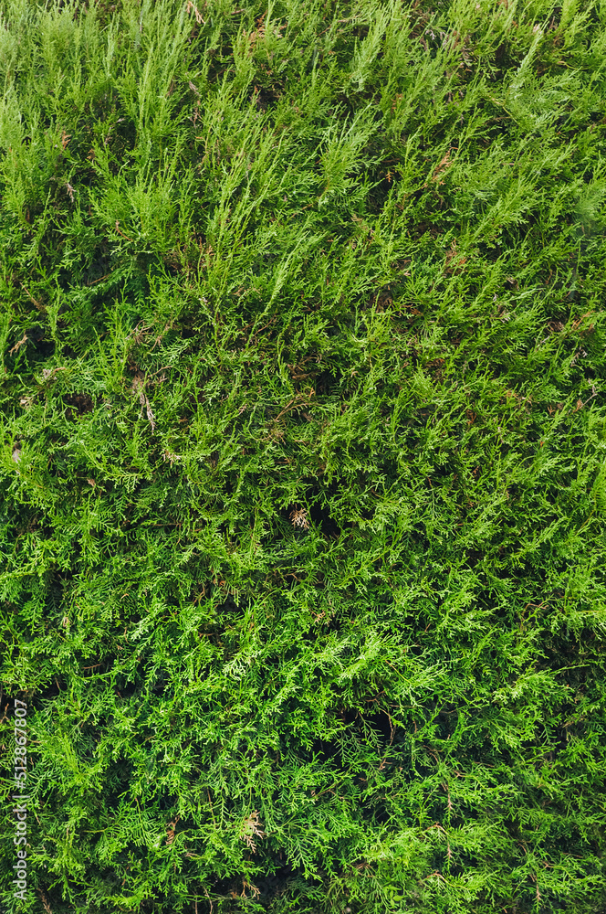 Beautiful background, texture of an evergreen, green thuja plant in the garden. Photography of nature.