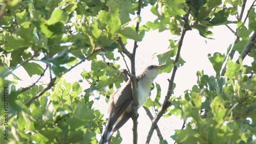 Yellow-billed cuckoo high up in an Oak tree photo